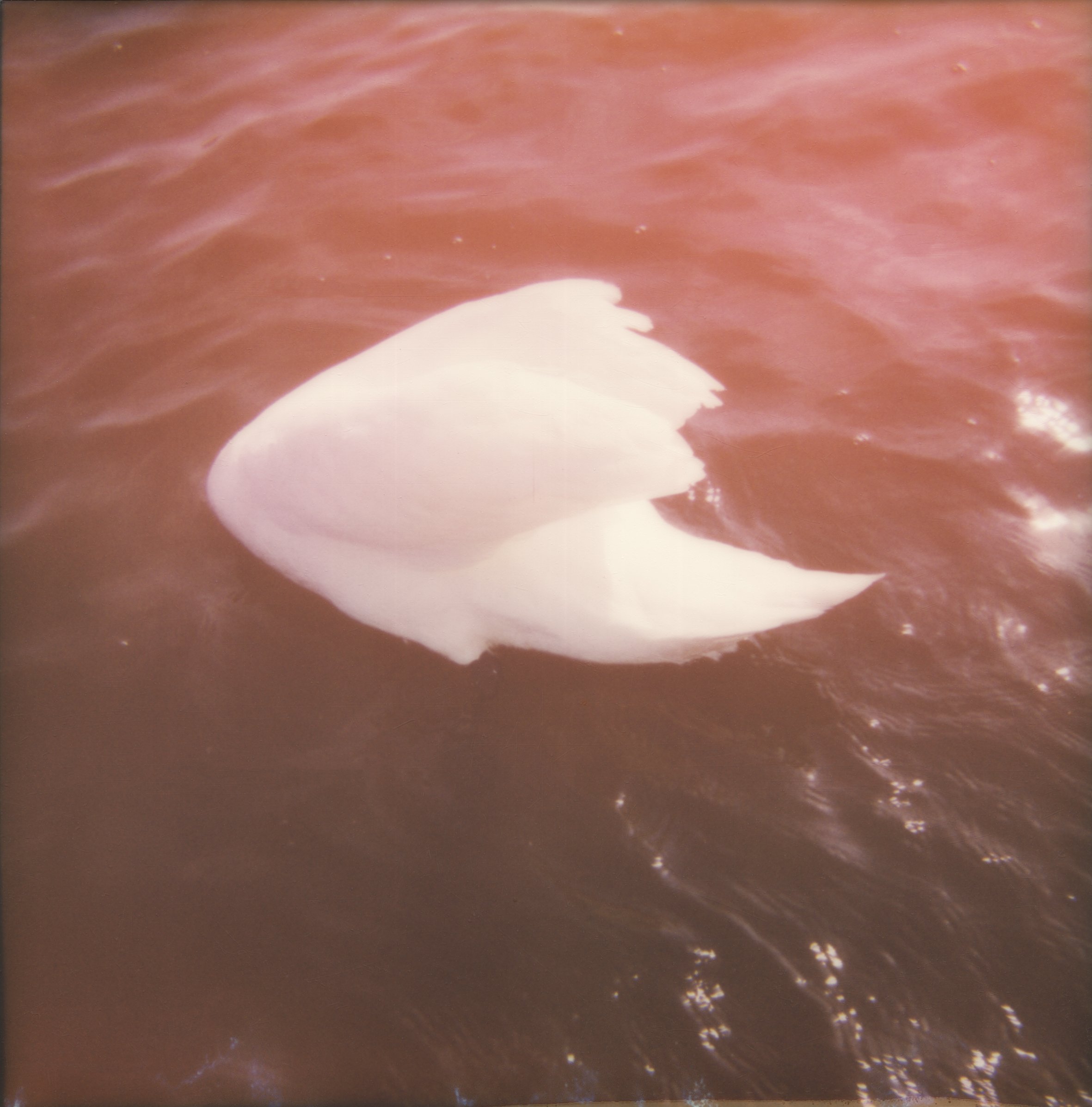 BAMNSB C Echeverri TEST 4.jpg