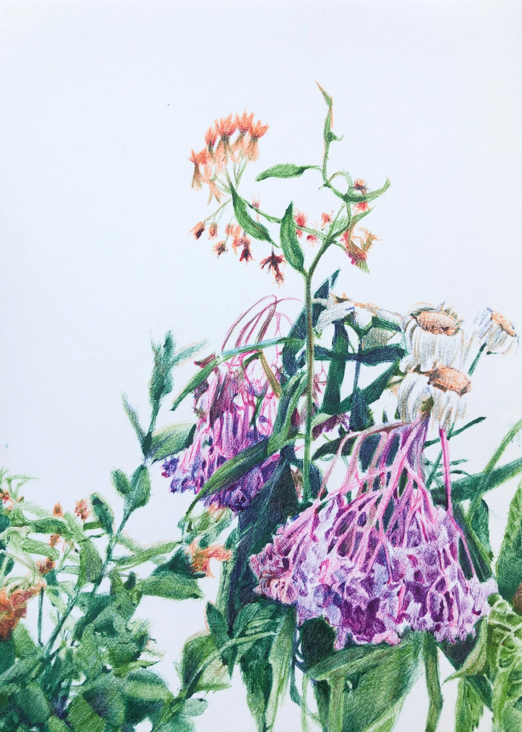 Wilting hydrangeas, 2021