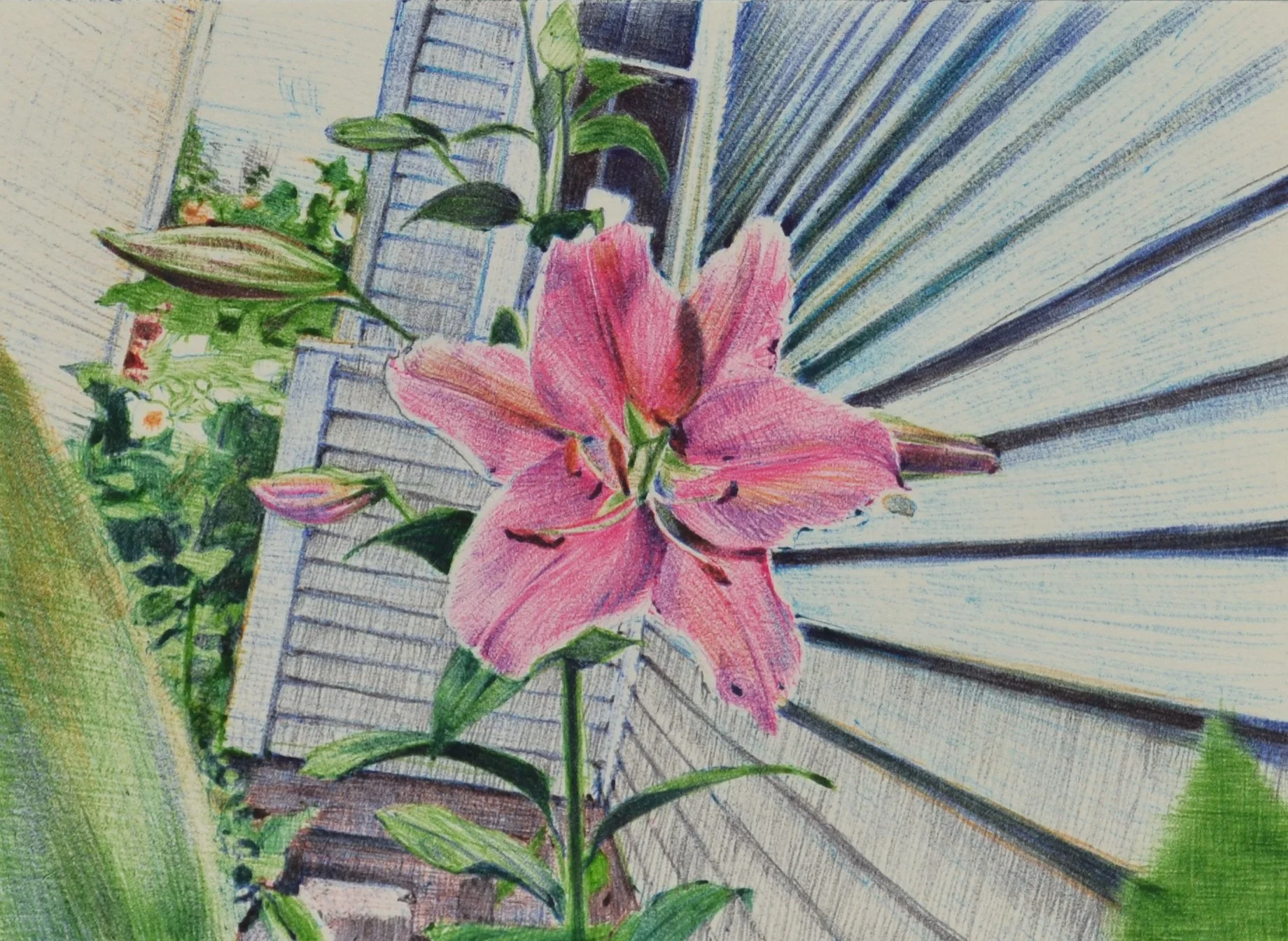 The Lillies in my Yard, 2024