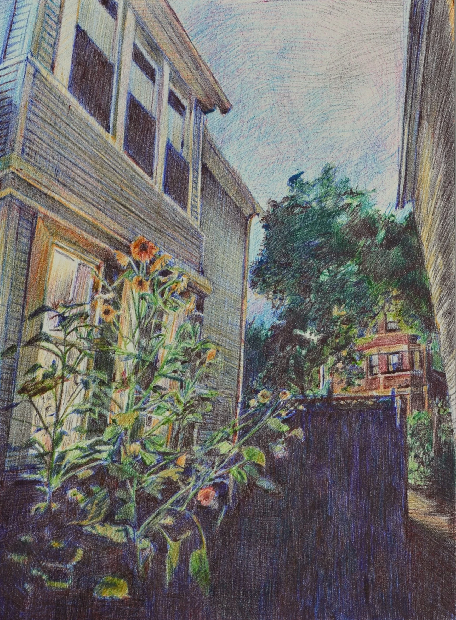 The Sunflowers Peering In, 2024