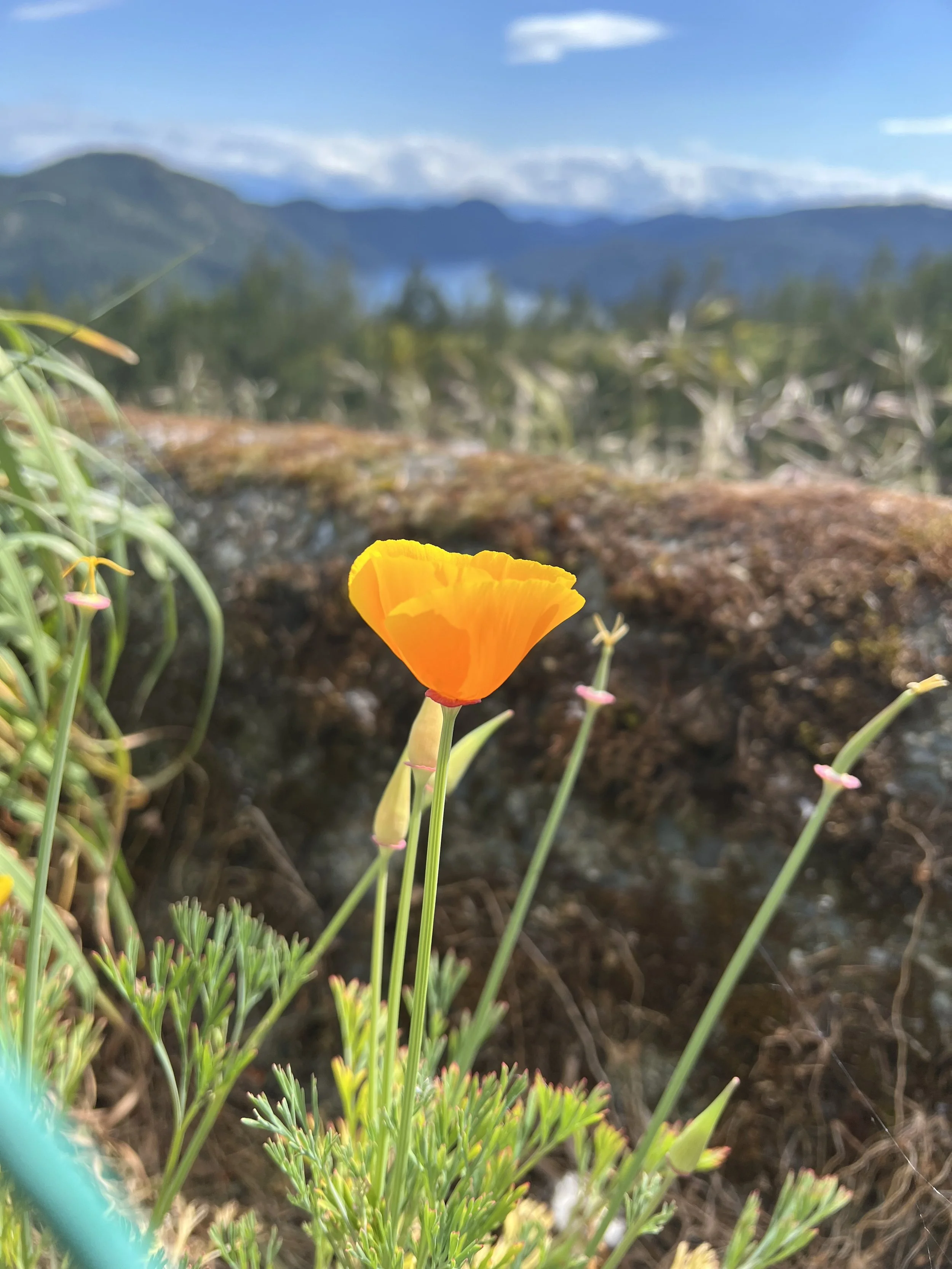 The wildflowers in the spring were one of my favorite things to slow down for and appreciate.