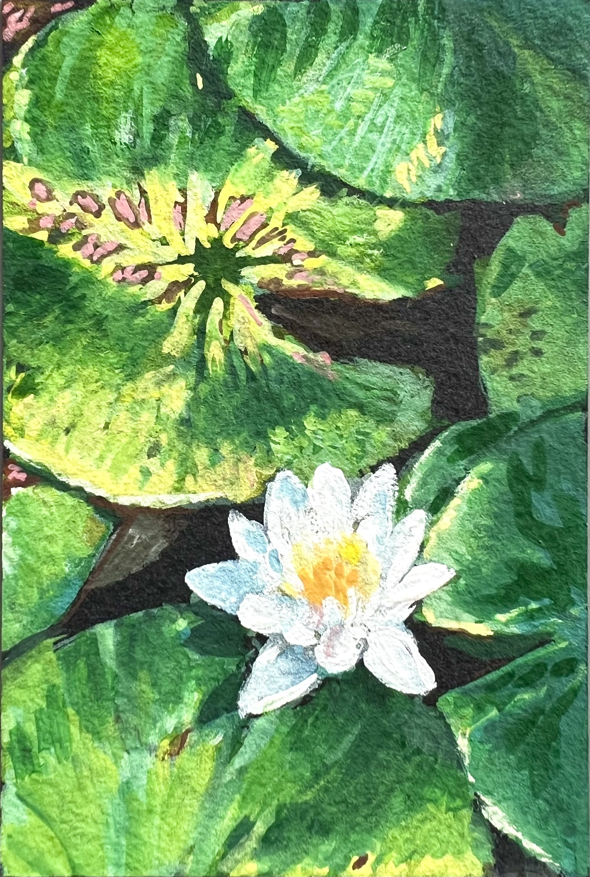 2025_Lillypads_3.5x2.5_WC&GPaper_Available.jpeg