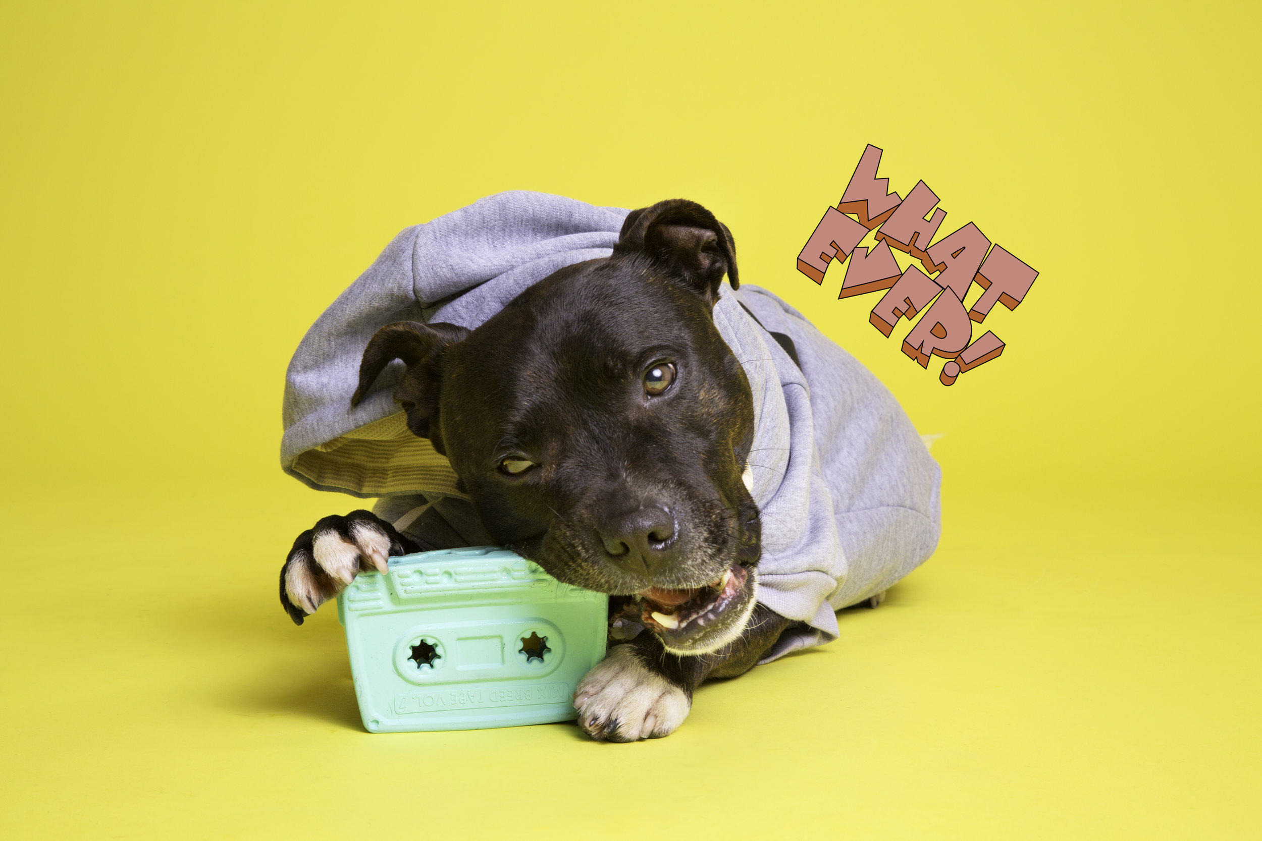 205598_Bark_cassette_dragon_hires.jpg