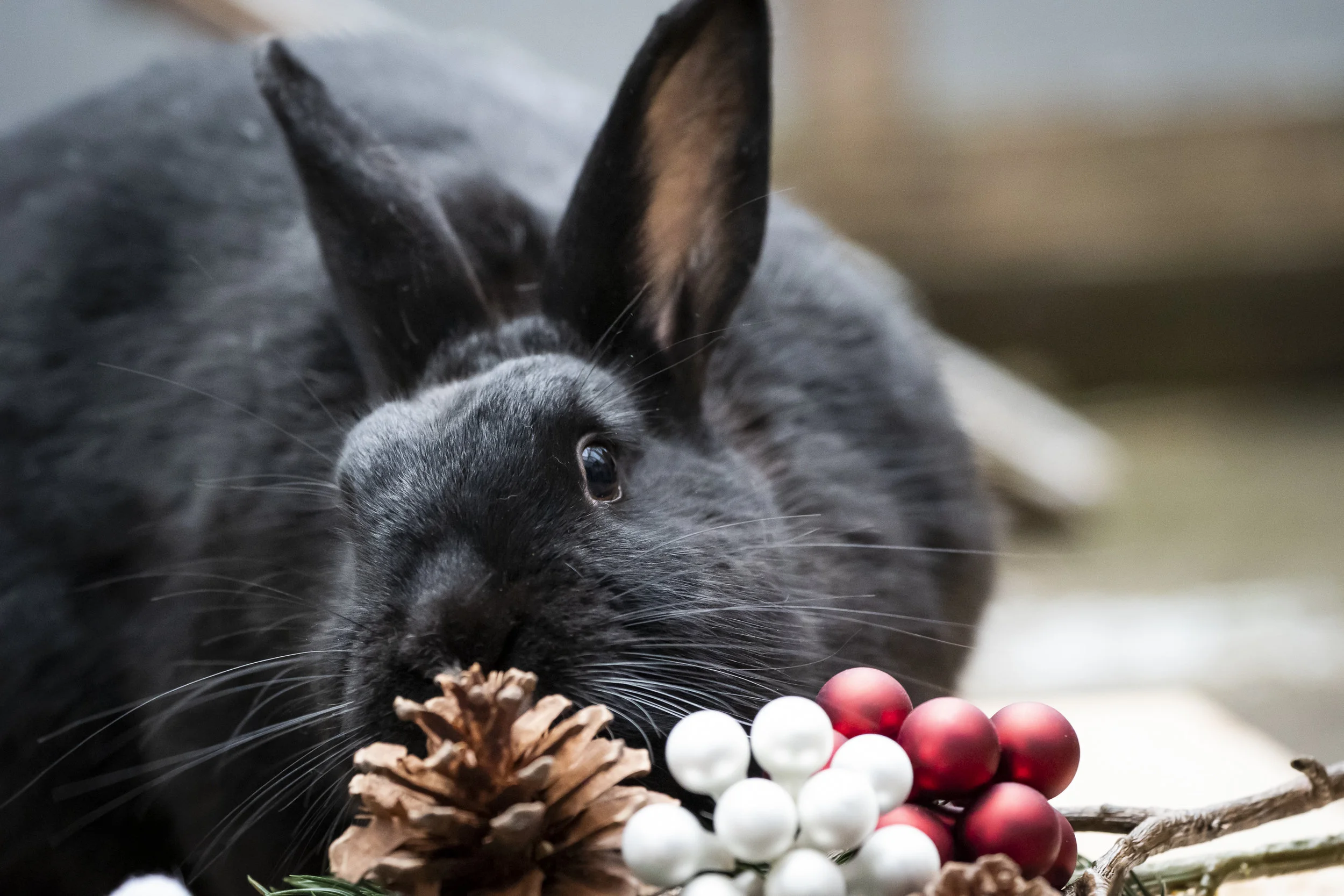 Der Weihnachtsfotoshoot