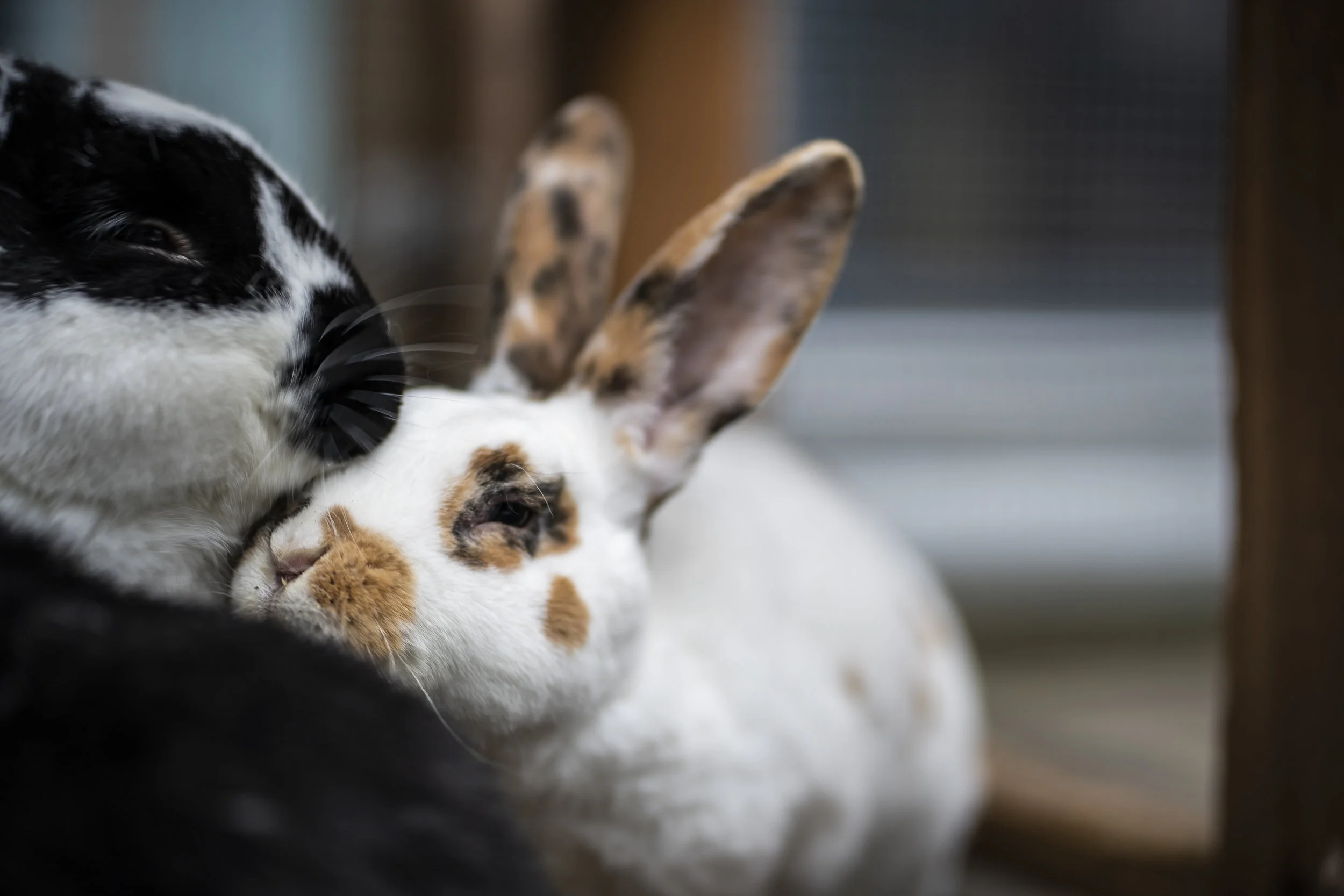 Gimli - Jetzt wird´s bunt!