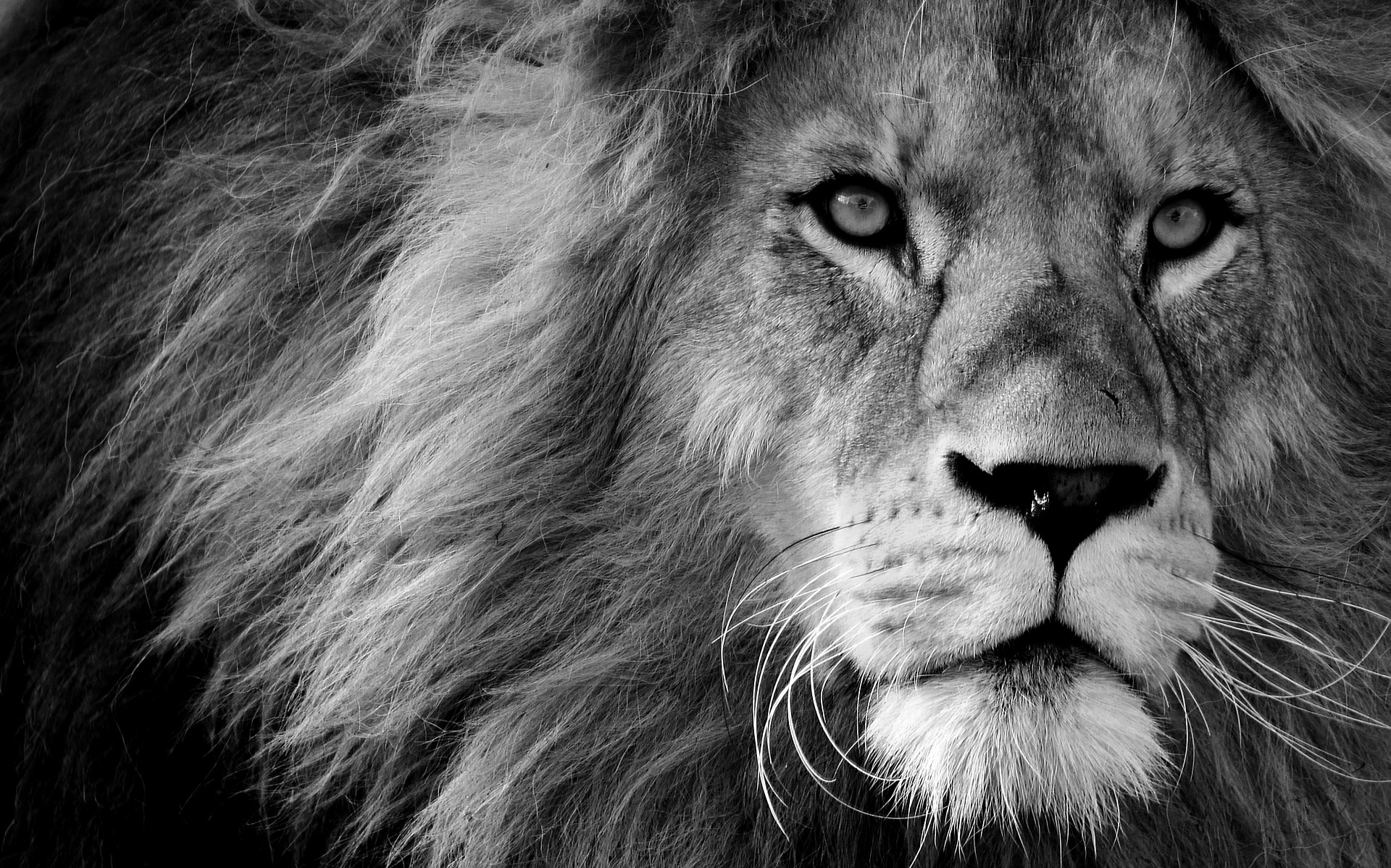 lion-3260558_1920.jpg