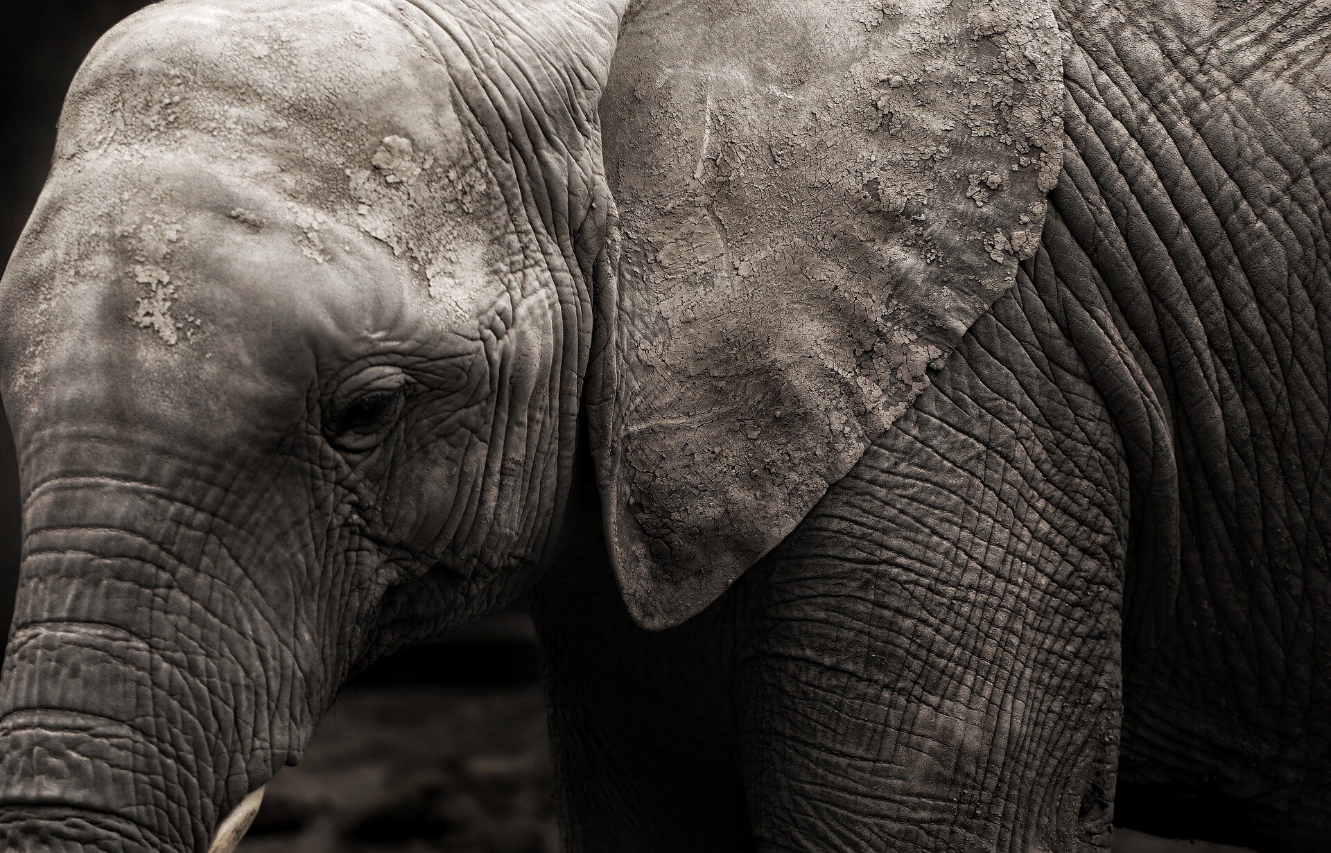 elephants-4438284_1920.jpg