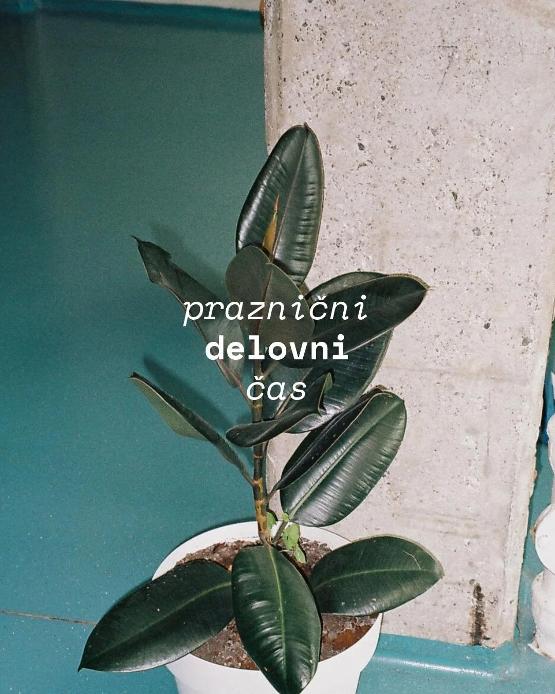 💫 Tkole delamo v naslednjih dneh:
24.12. 11-15
25.12. zaprto
26.12. 12-22

31.1. 11-15
1.1. zaprto
2.1. 12-22

Vsem želimo lepe praznike! 🎄