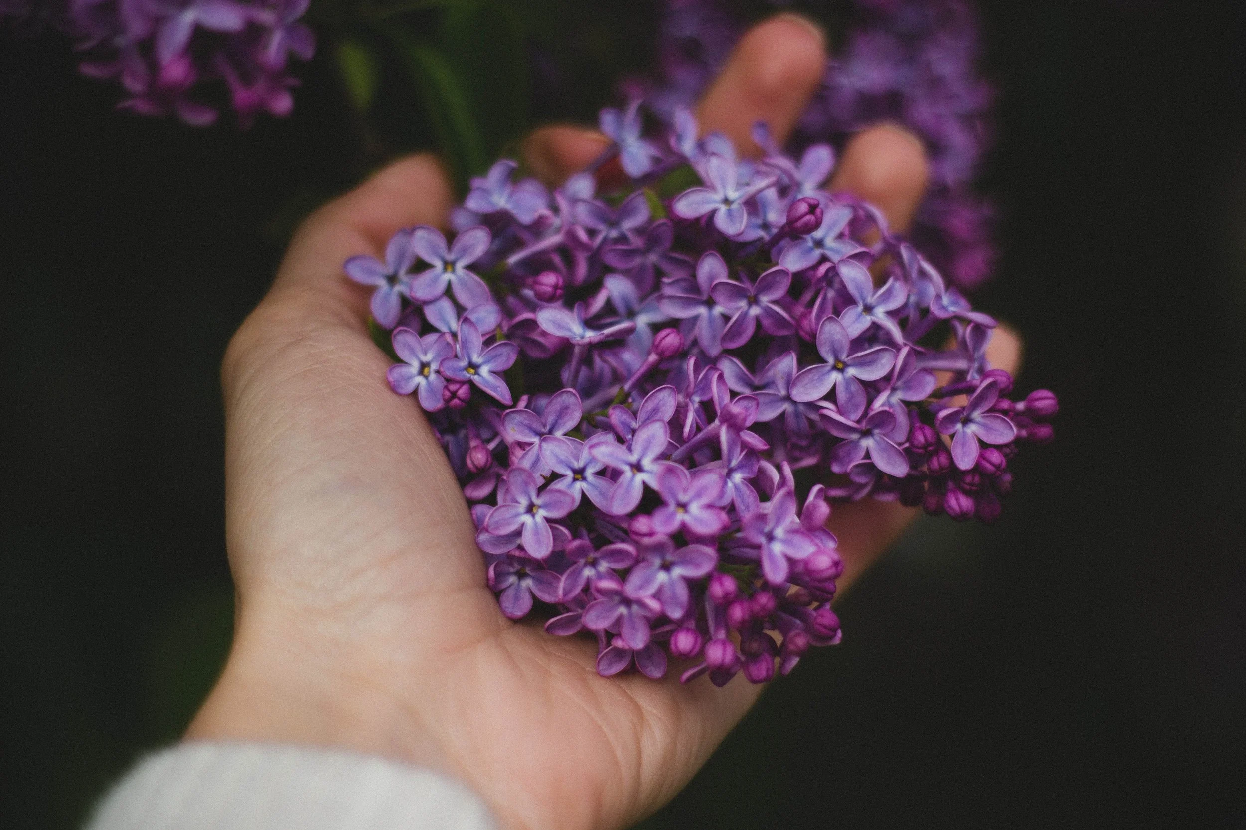 flowers-hand-lavender-14111.jpg