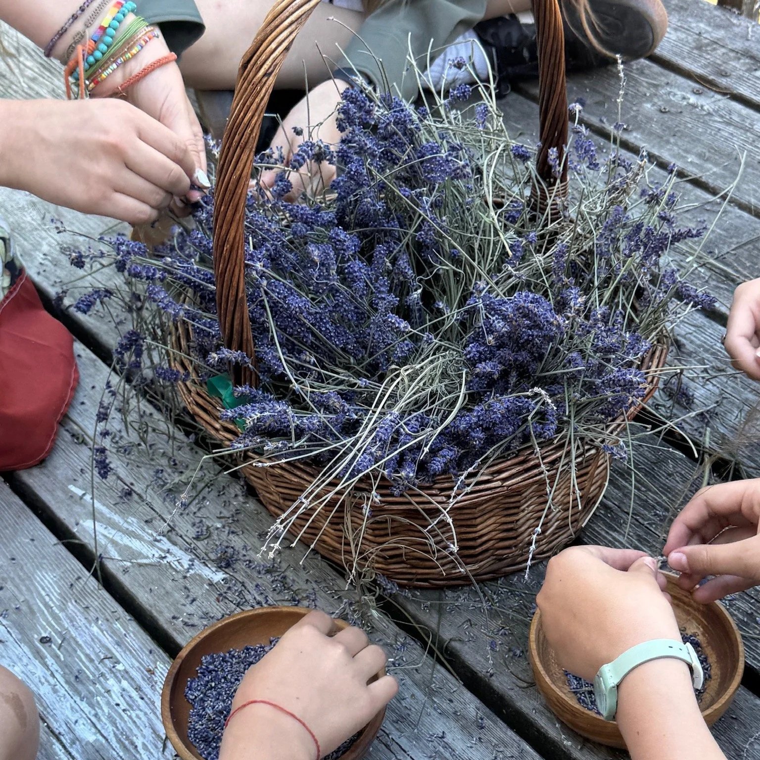 Students picking lavendar as part of a seasonal celebration at alternative middle school