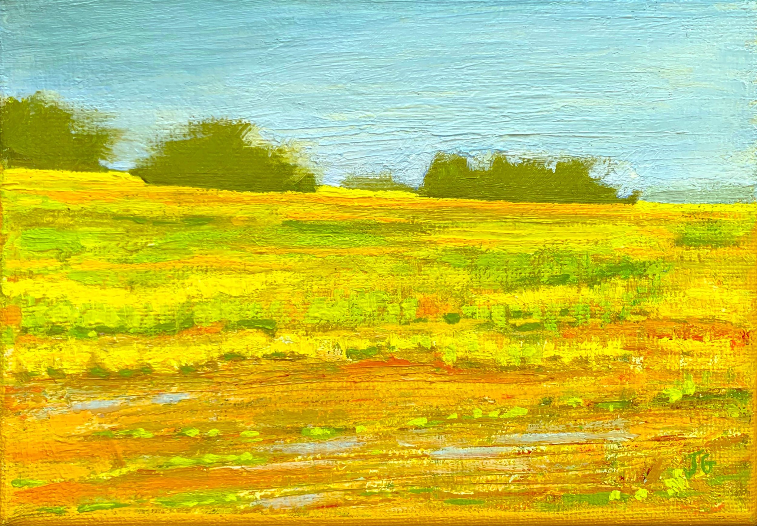 yellow field.JPG