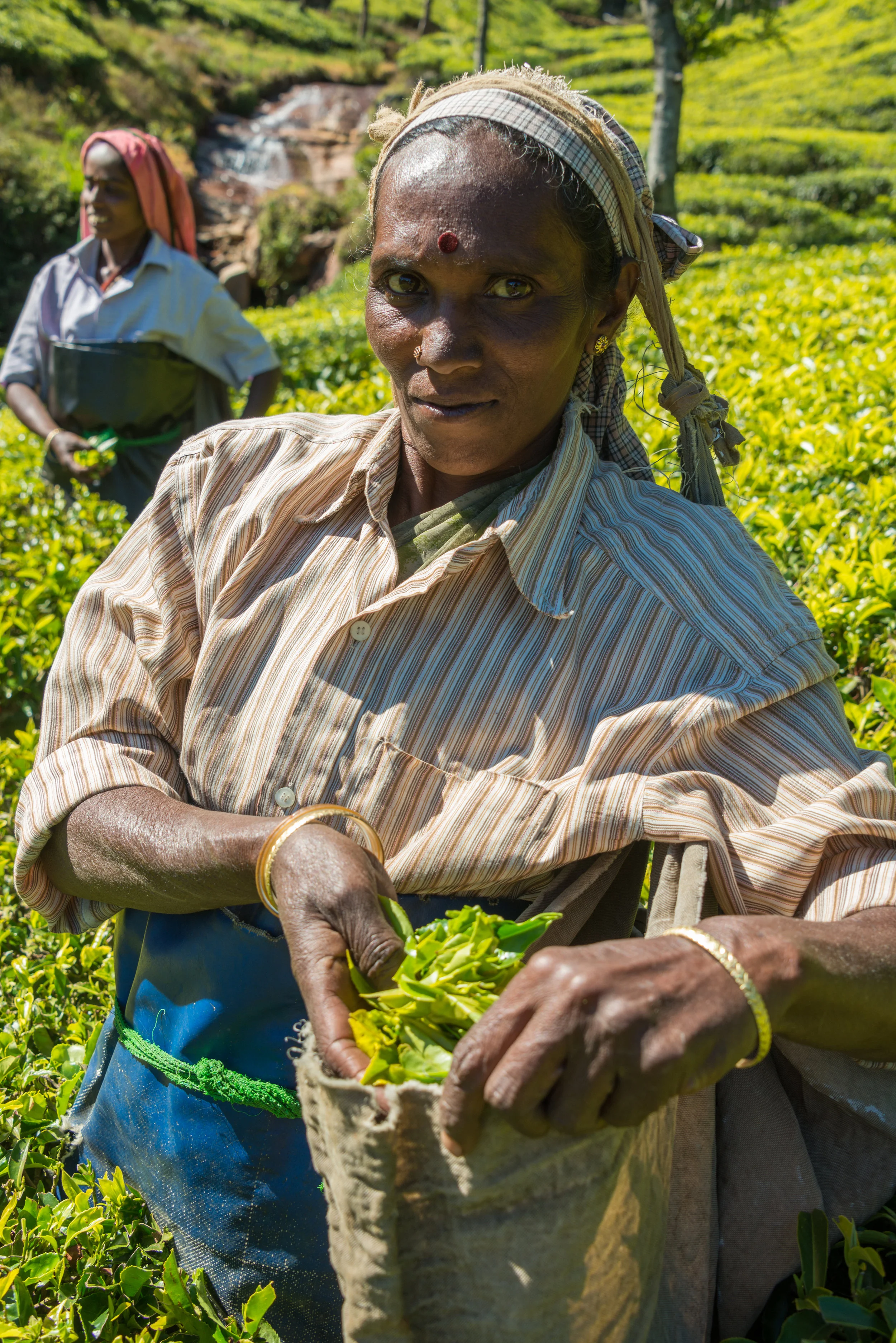Tea picking at the Kolukkumalai estate, Kerala, India