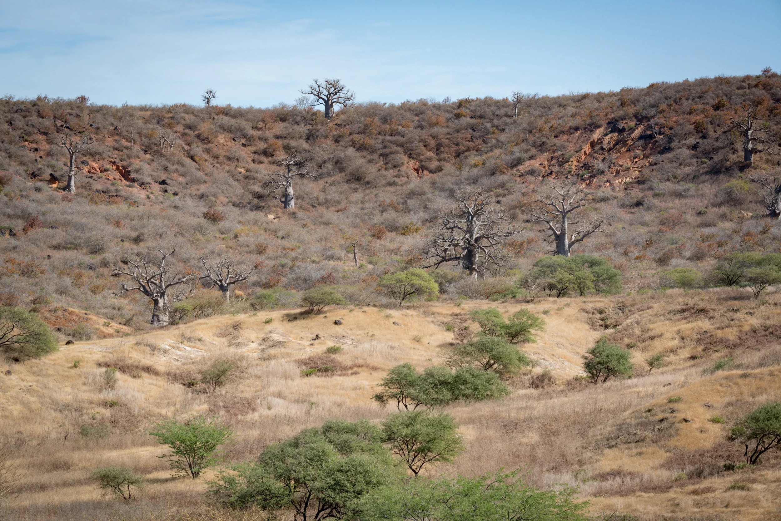 The Baobabs and acacias at Popenguine Natural Park, Senegal