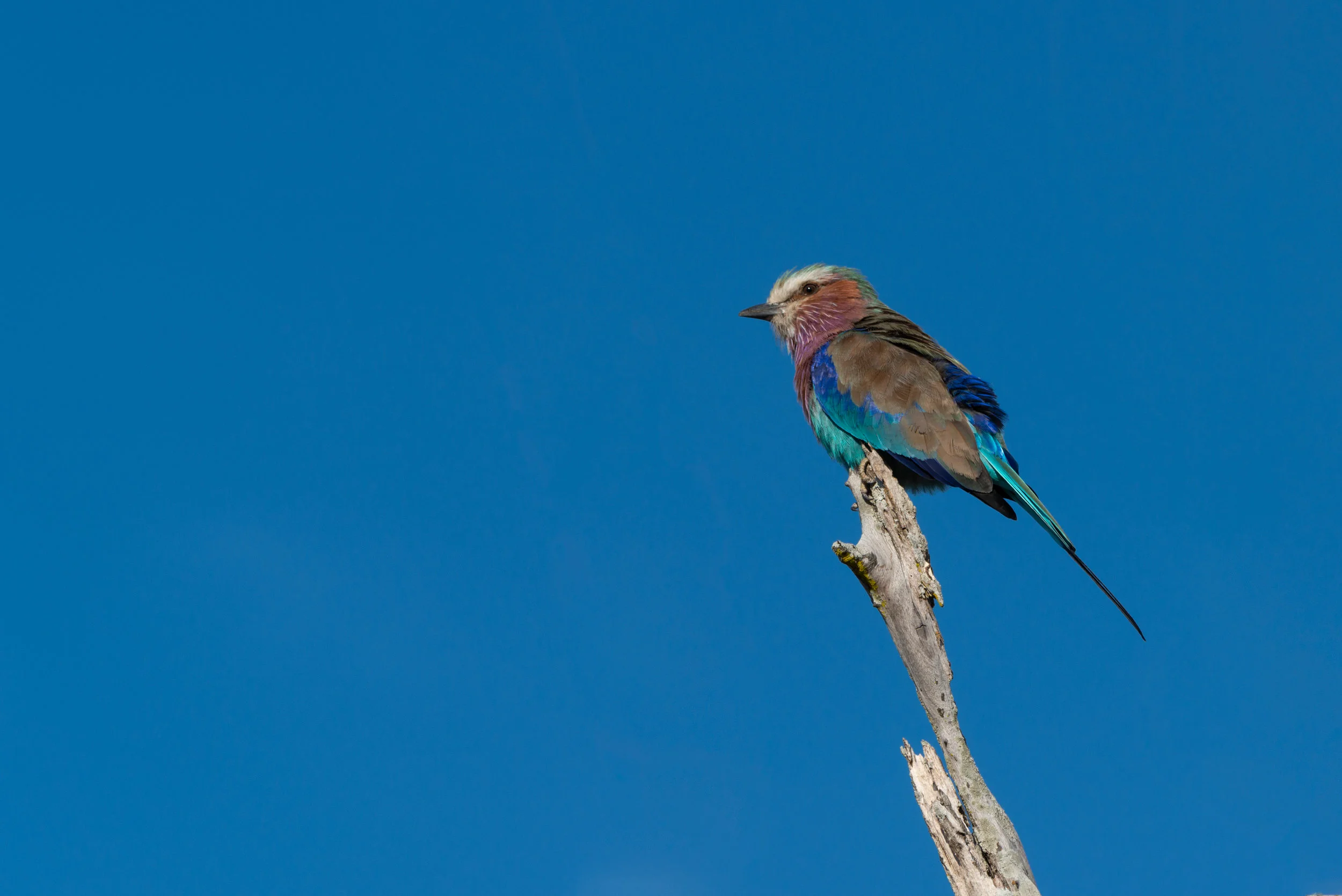 South-Luangwa-Zambia-.jpg