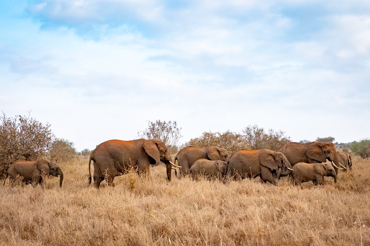 KENYA-Taita-Hills-safari-3004.jpg