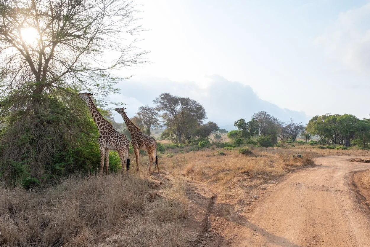 KENYA-Taita-Hills-safari-3010.jpg