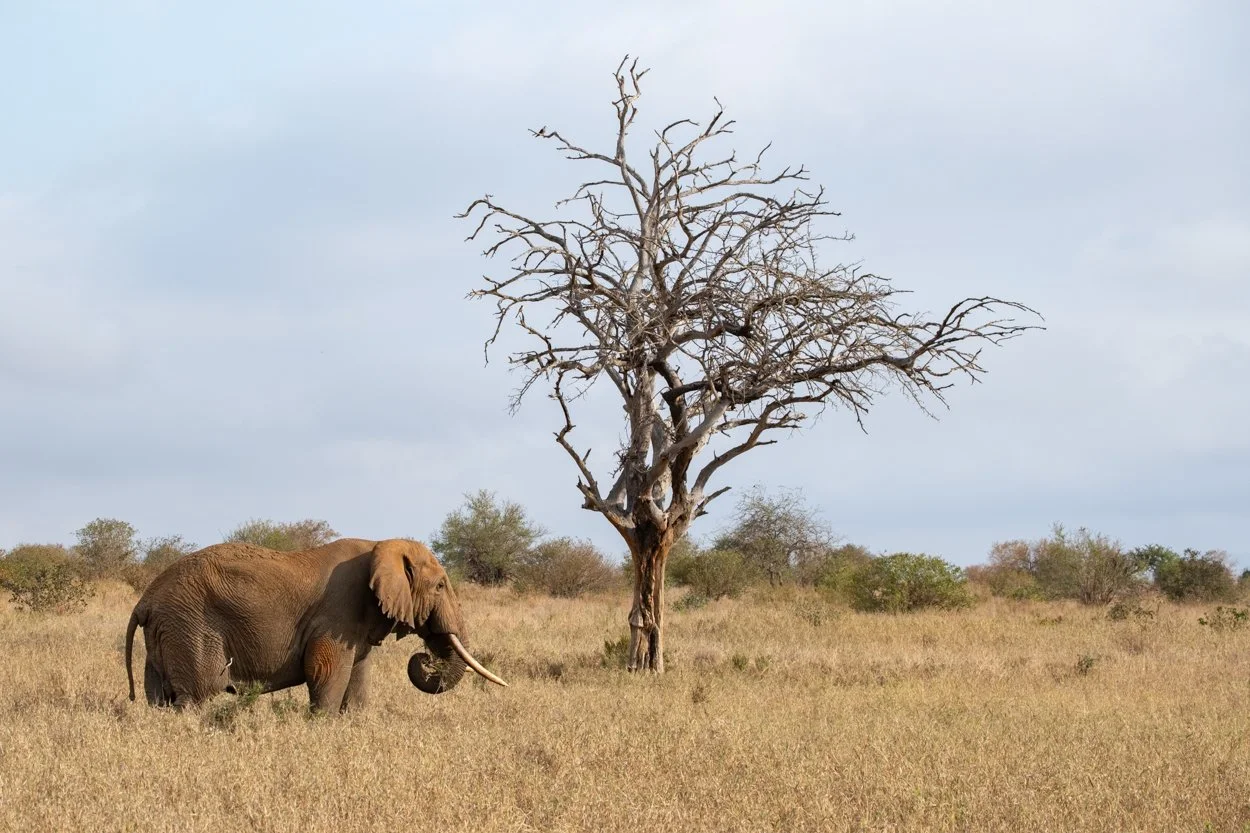KENYA-Taita-Hills-safari-6354.jpg
