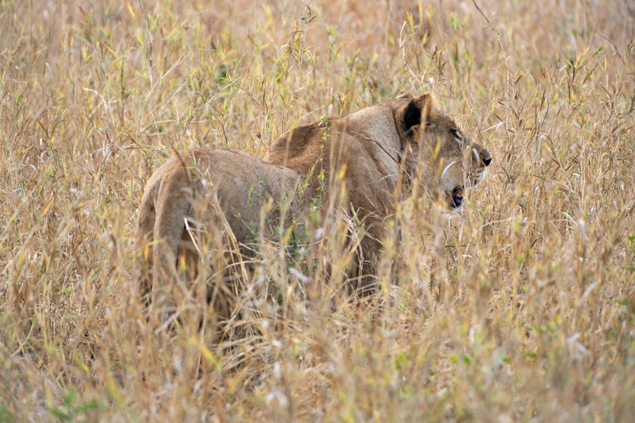 KENYA-Taita-Hills-safari-6328.jpg