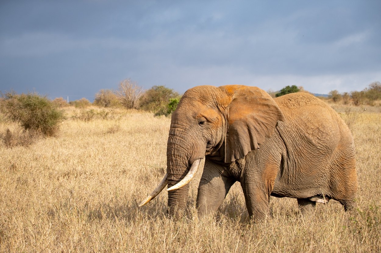 KENYA-Taita-Hills-safari-6385.jpg