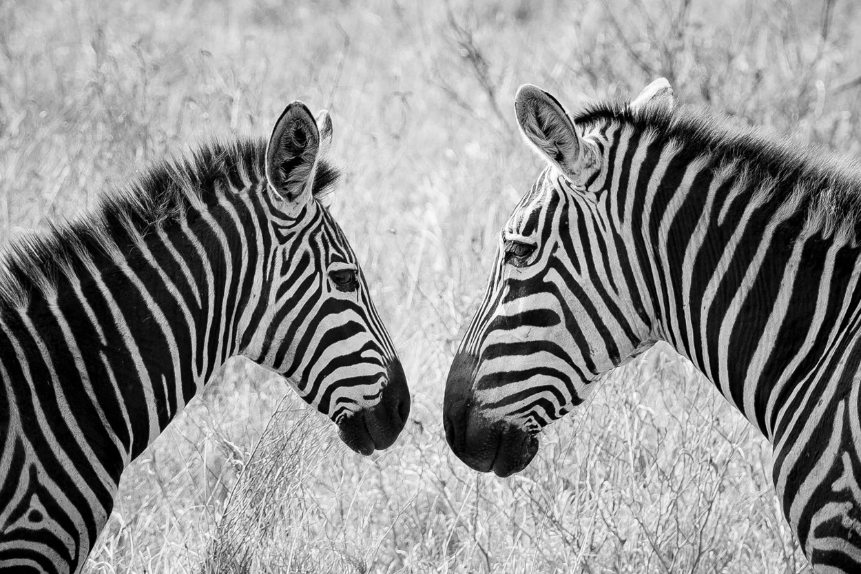 KENYA-Taita-Hills-safari-6542-2.jpg