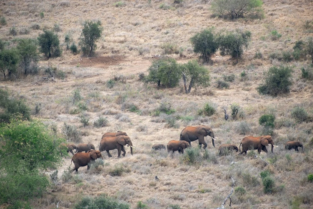 KENYA-Taita-Hills-safari-6490.jpg