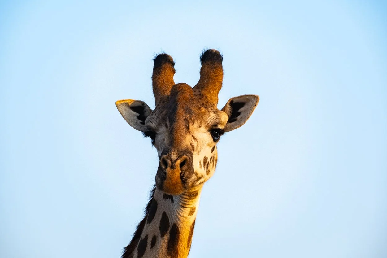 KENYA-Taita-Hills-safari-6653.jpg