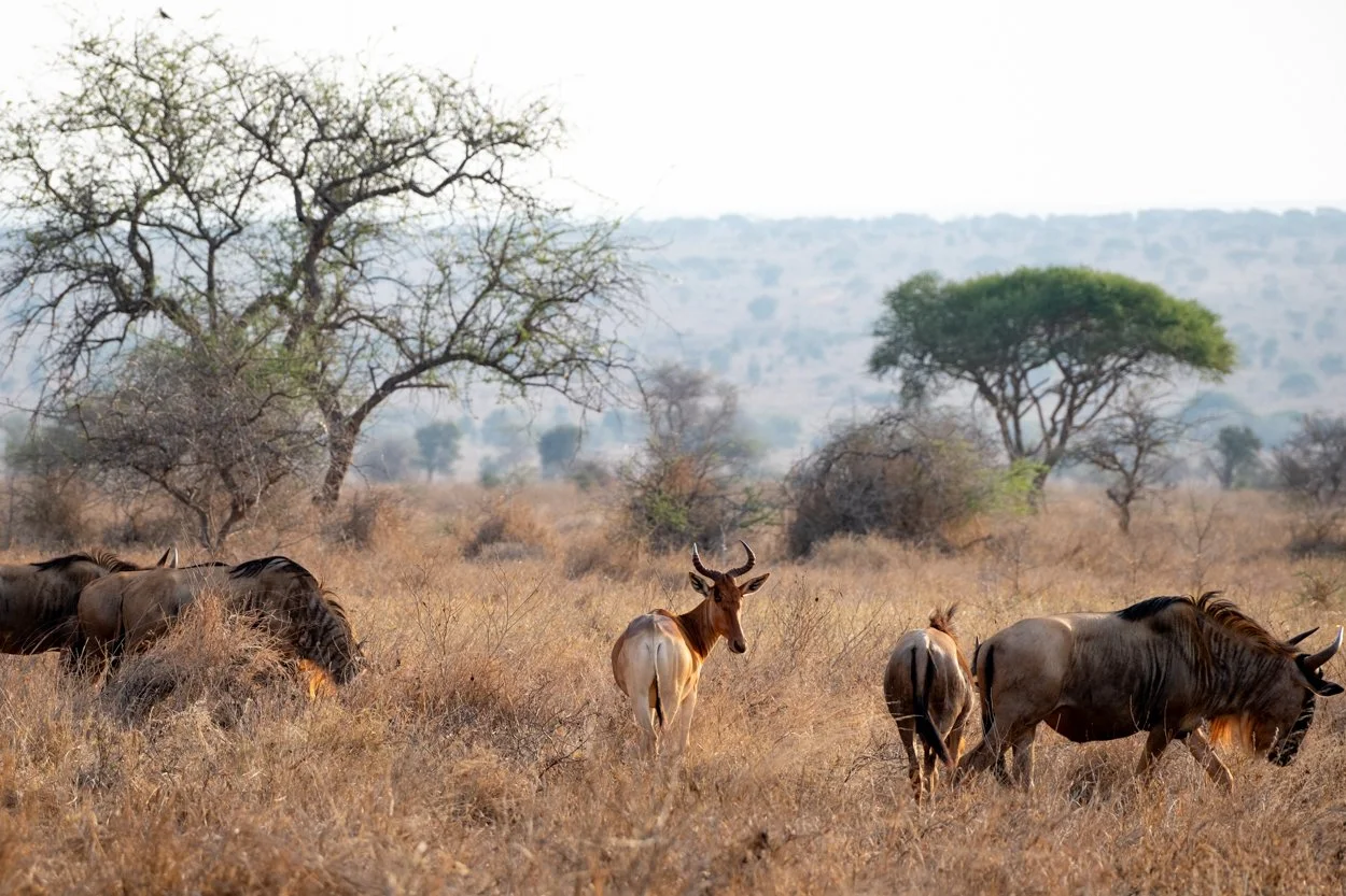 KENYA-Taita-Hills-safari-6614.jpg