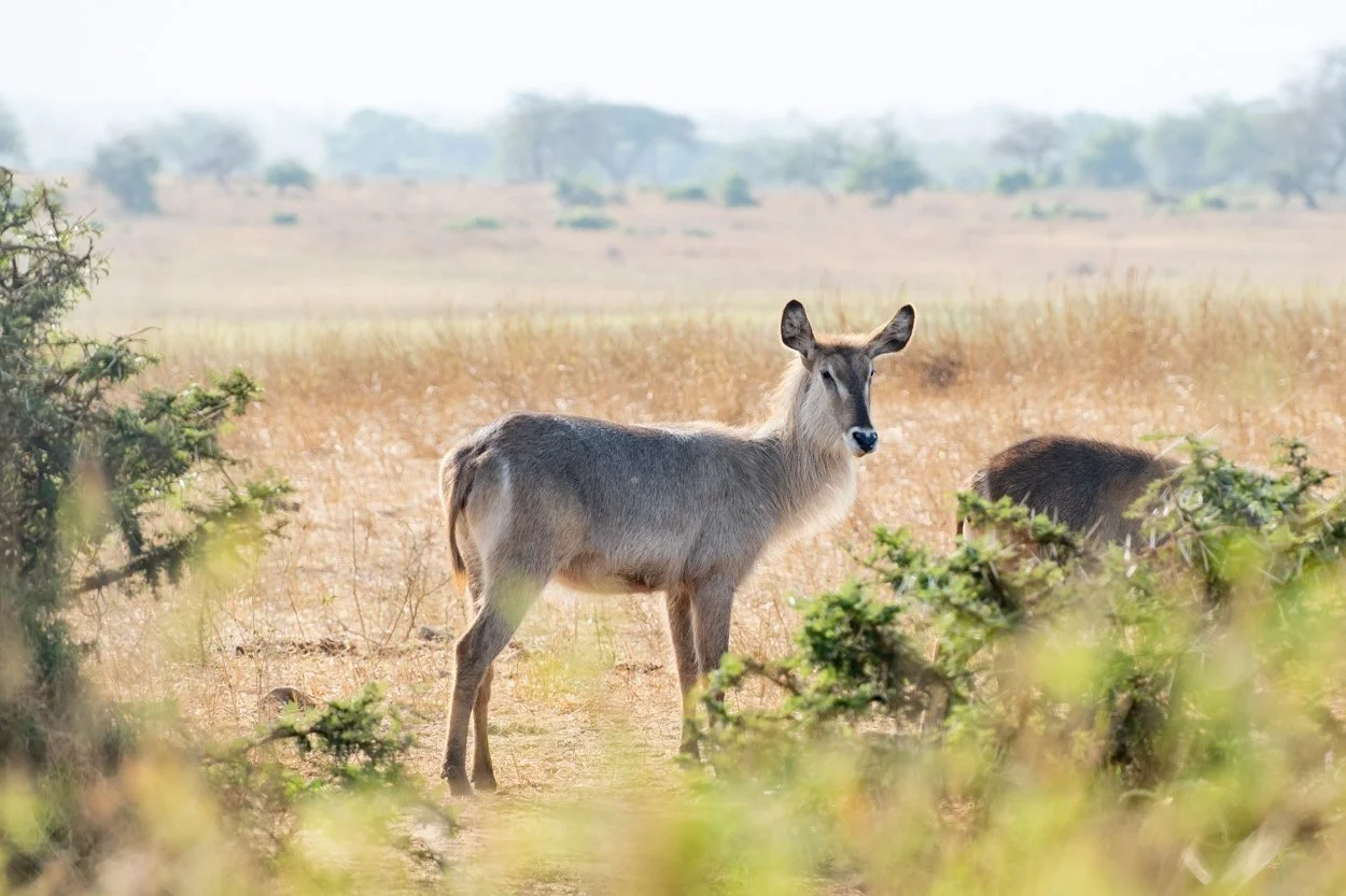 KENYA-Taita-Hills-safari-6755.jpg