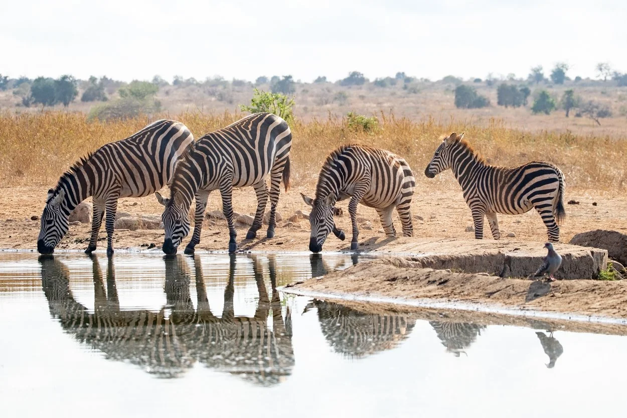 KENYA-Taita-Hills-safari-6753-2.jpg