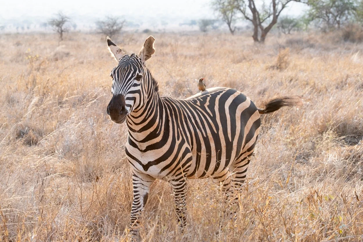 KENYA-Taita-Hills-safari-6625.jpg