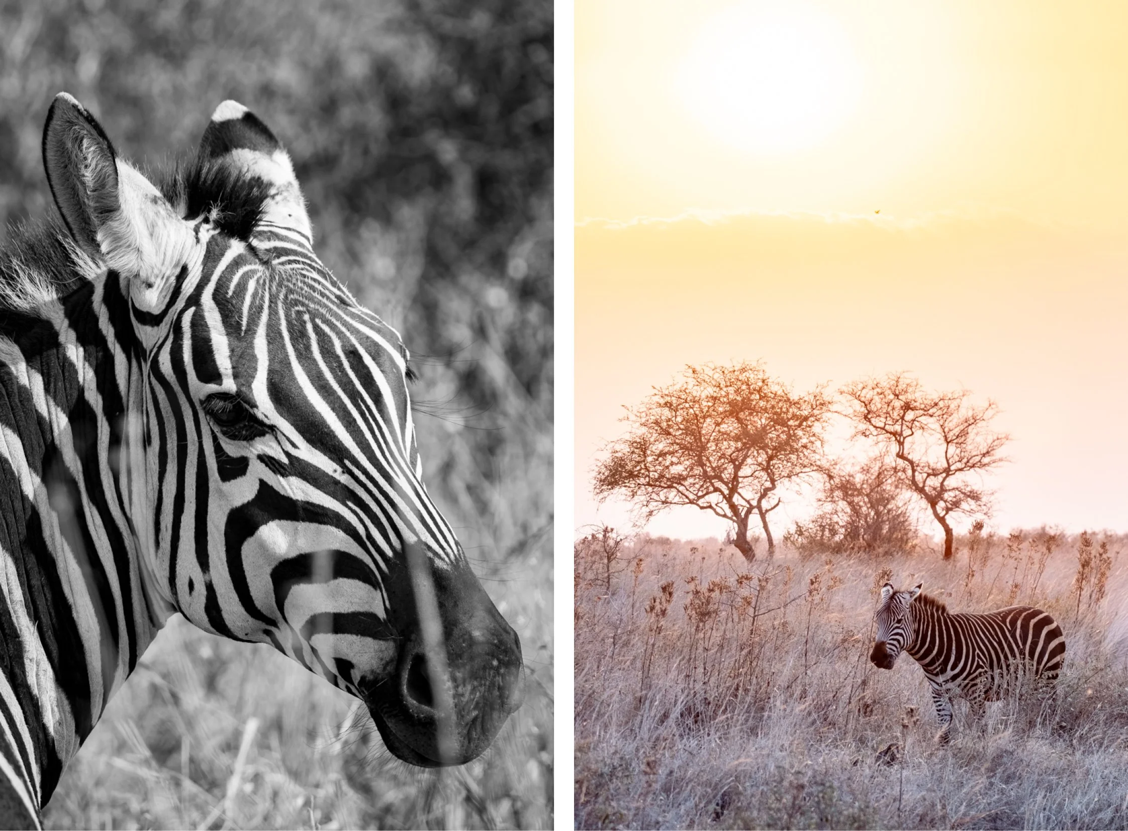 KENYA-Taita-Hills3.jpg