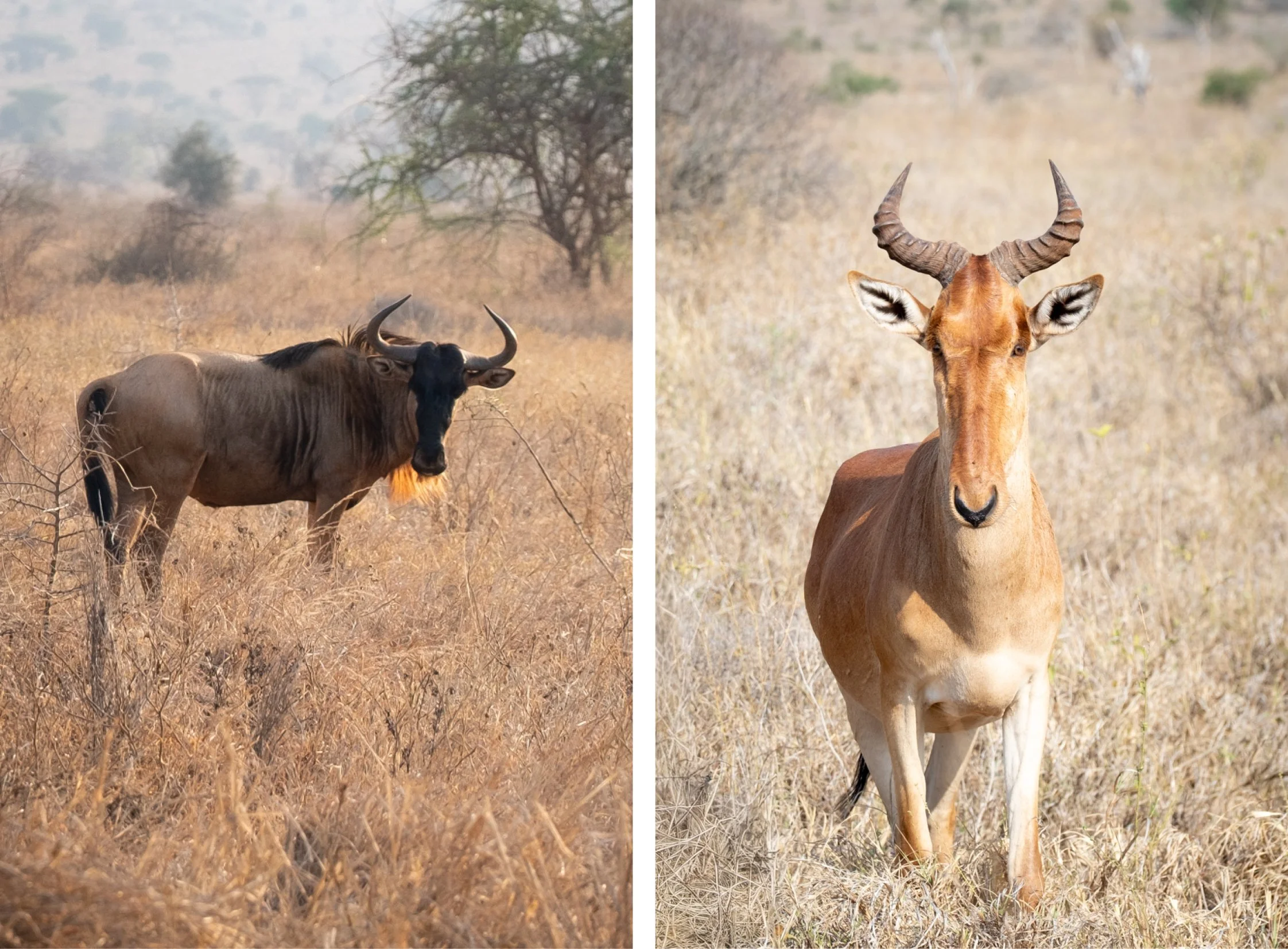 KENYA-Taita-Hills5.jpg