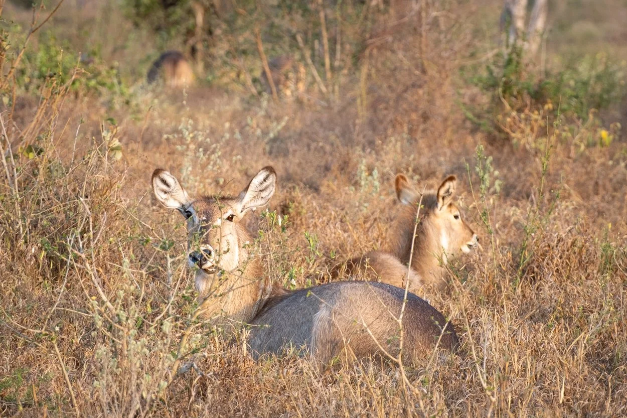 KENYA-Taita-Hills-safari-6202.jpg