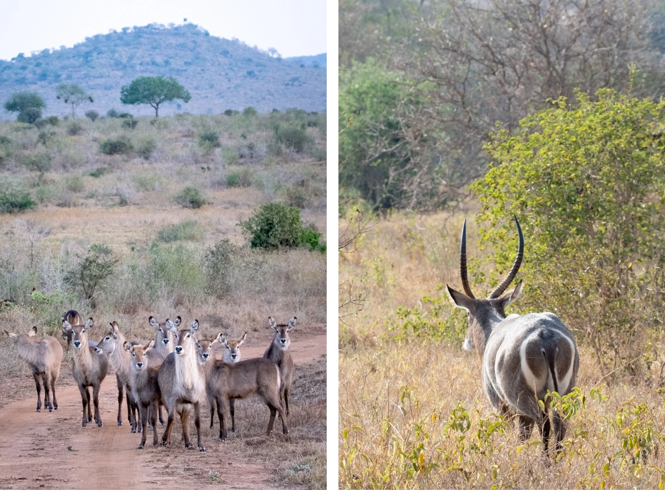 KENYA-Taita-Hills7.jpg
