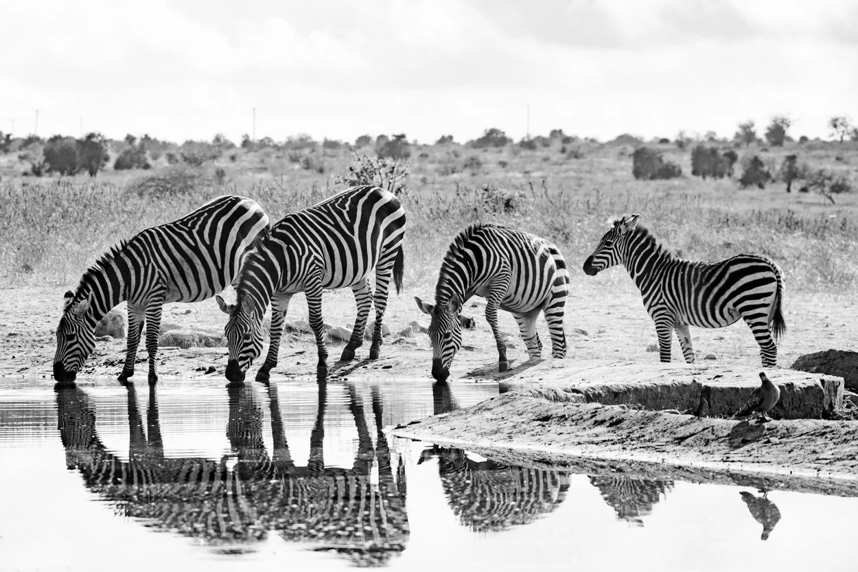 KENYA-Taita-Hills-safari-6752-3.jpg
