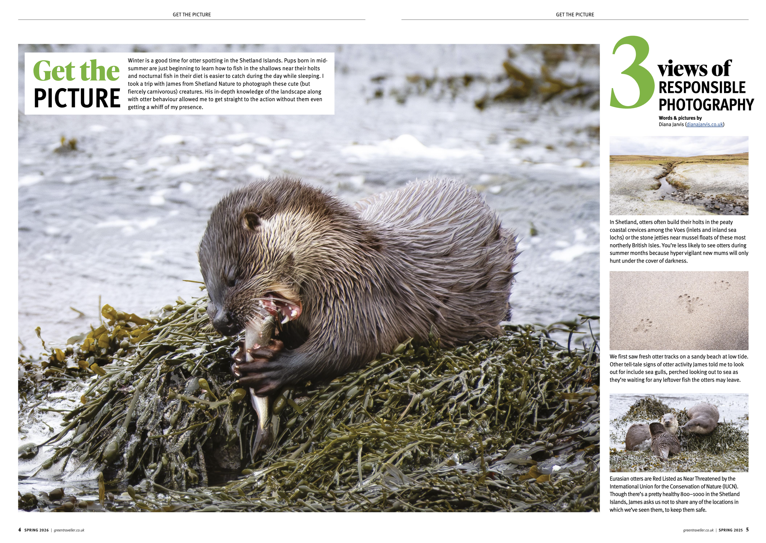 7. Shetland otters.png