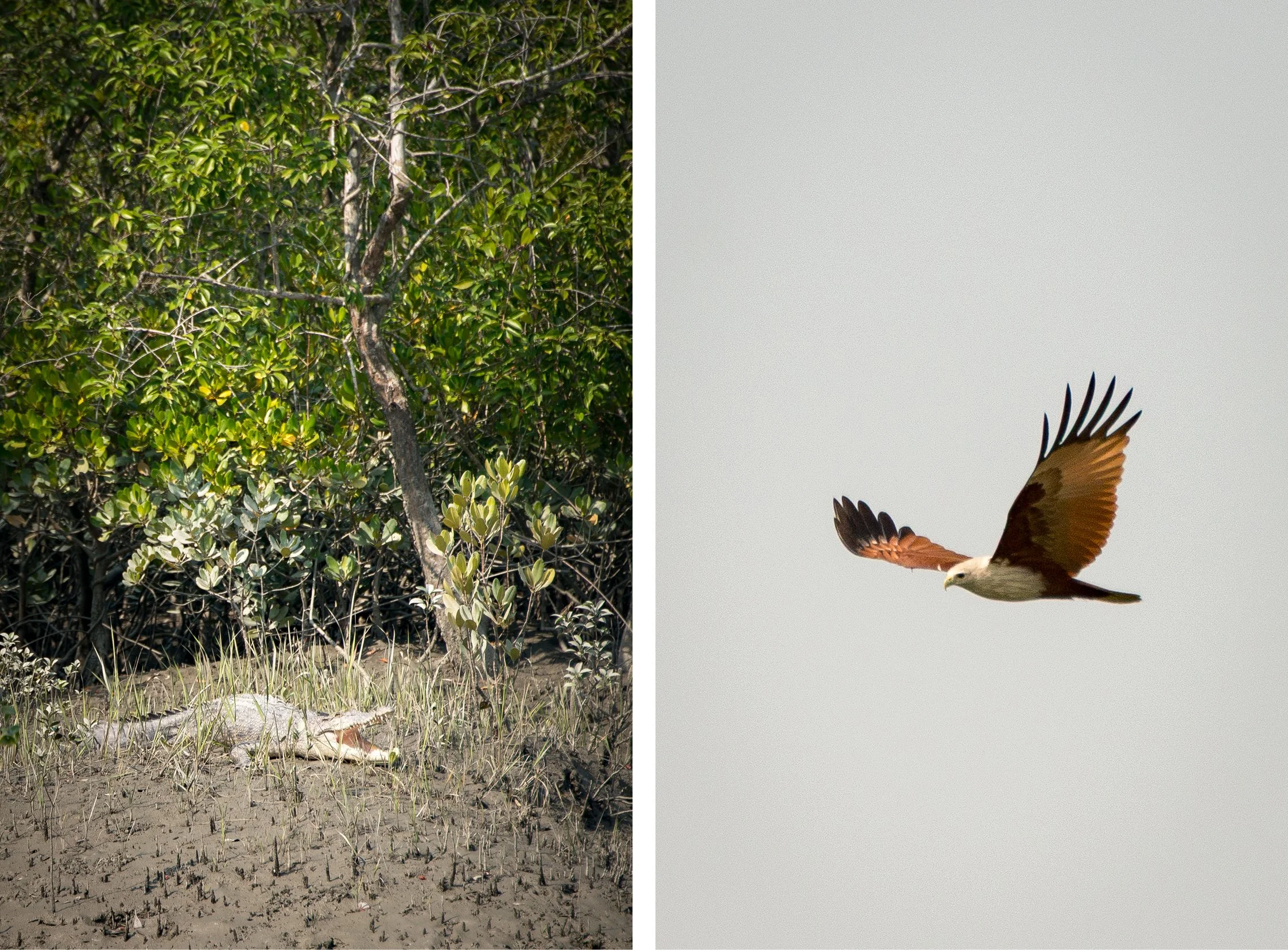 India-Sundarbans4.jpg