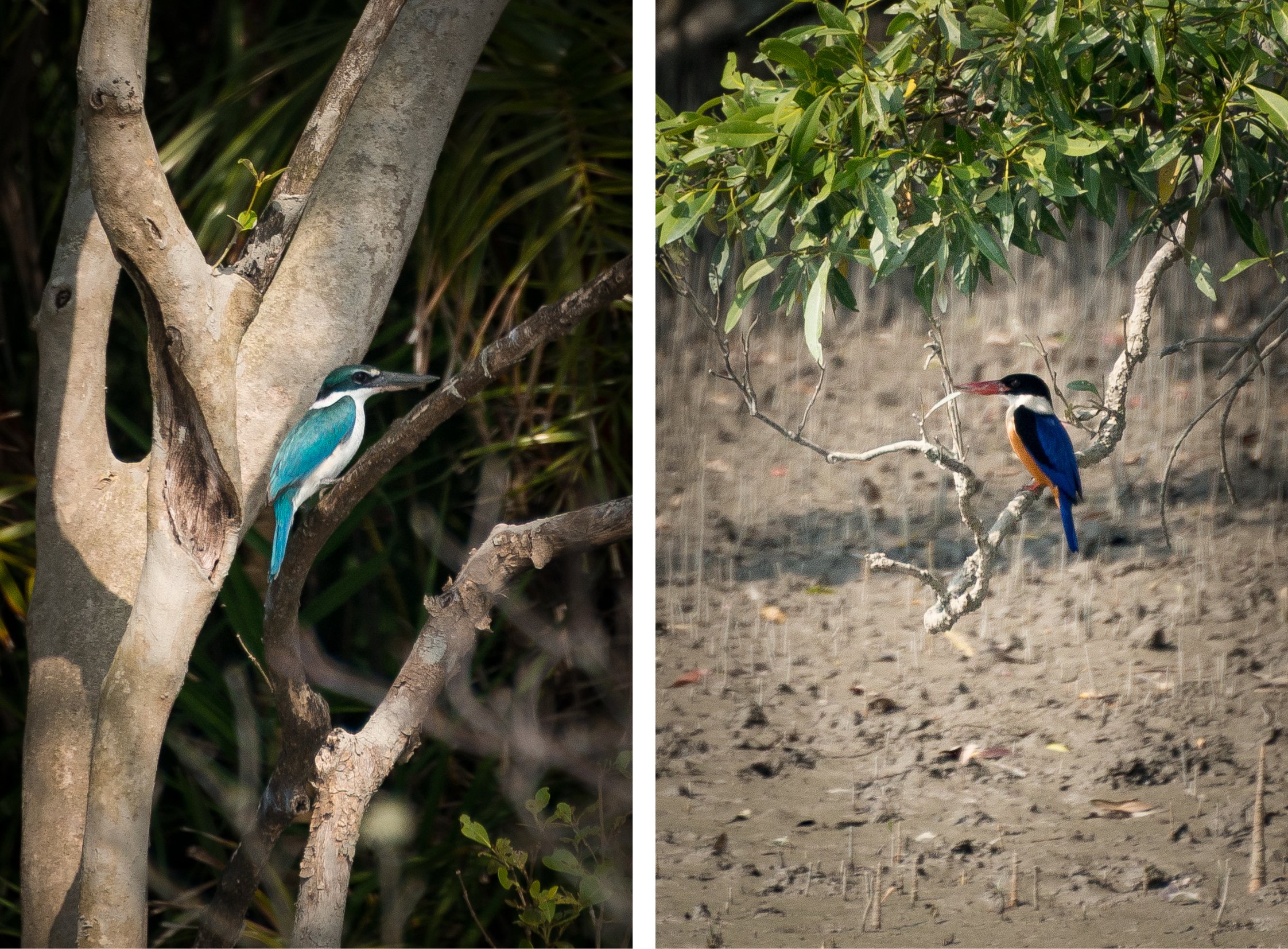 India-Sundarbans5.jpg