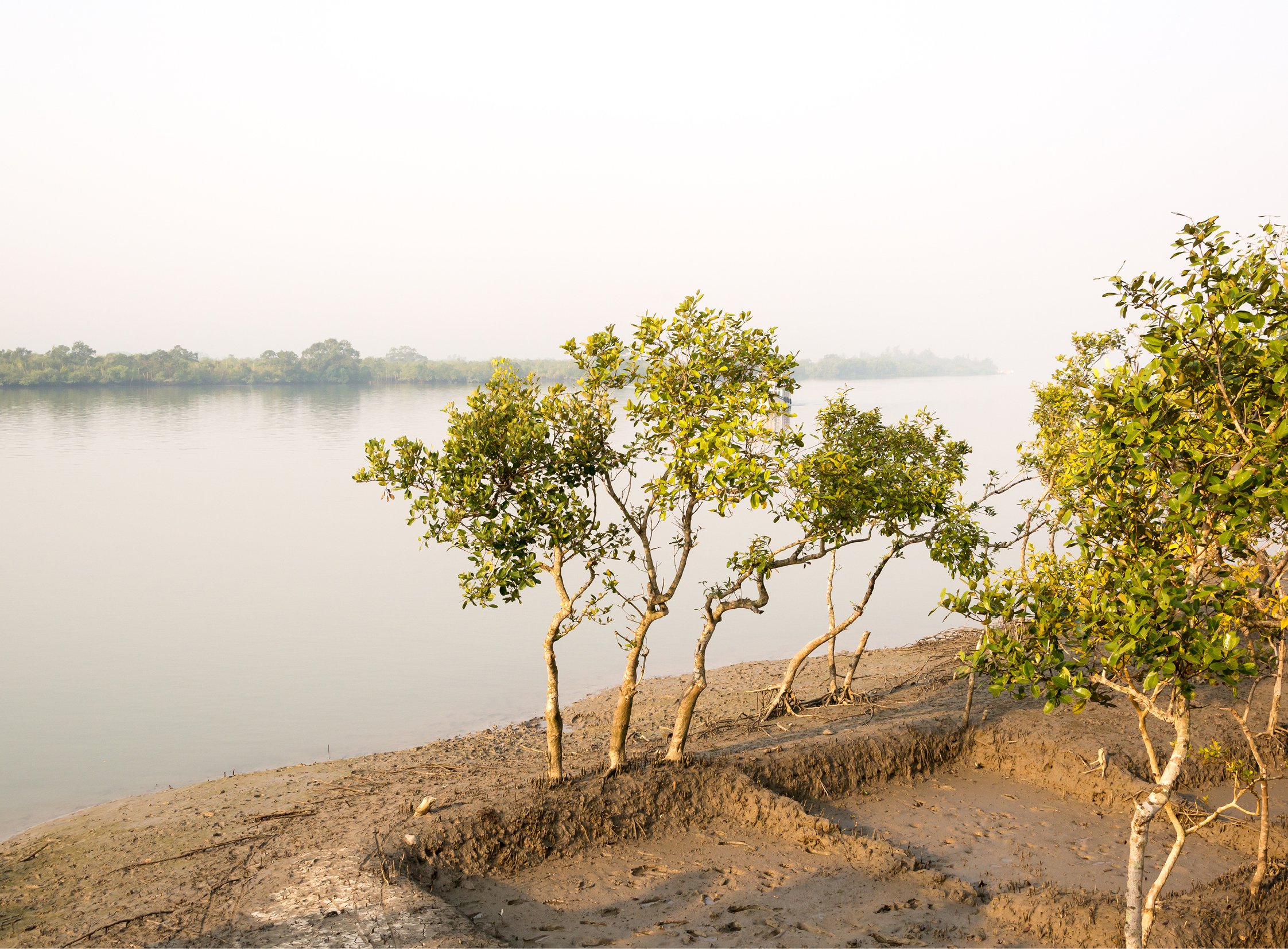 India-Sundarbans8.jpg