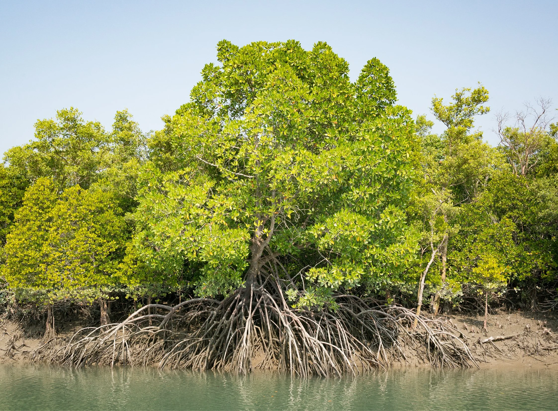 India-Sundarbans7.jpg