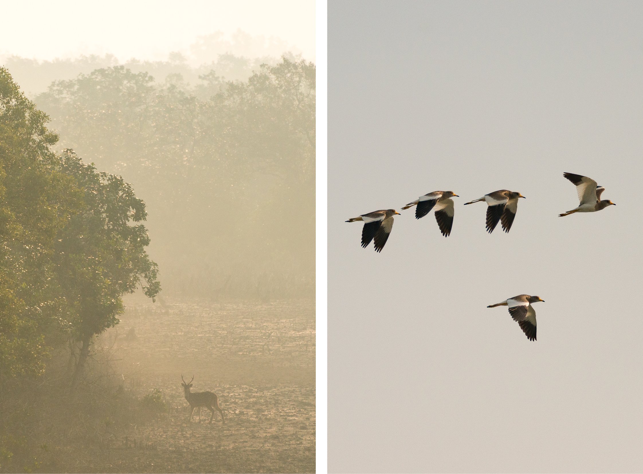 India-Sundarbans11.jpg