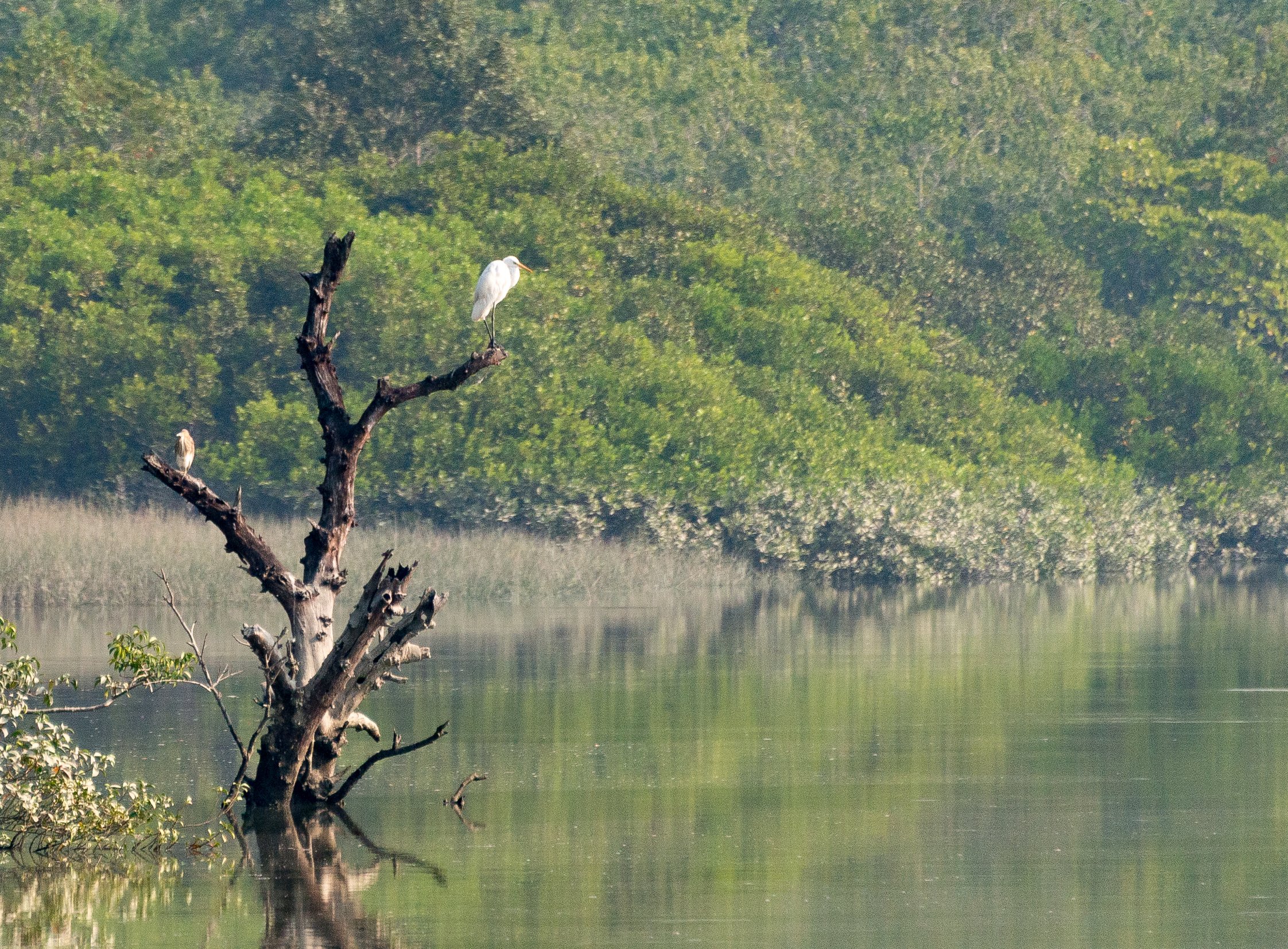 India-Sundarbans12.jpg
