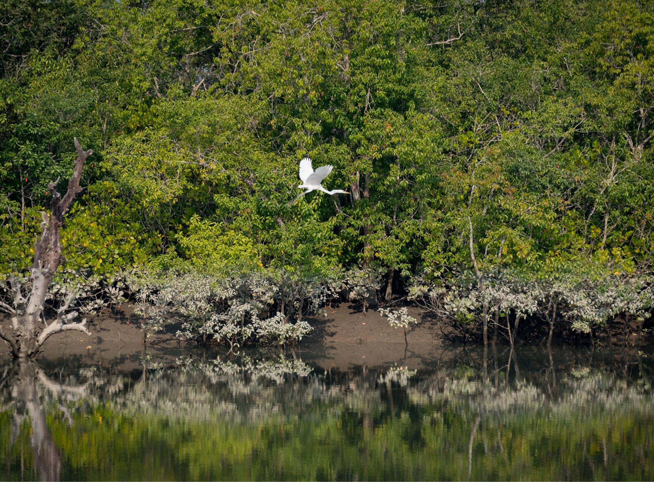 India-Sundarbans13.jpg