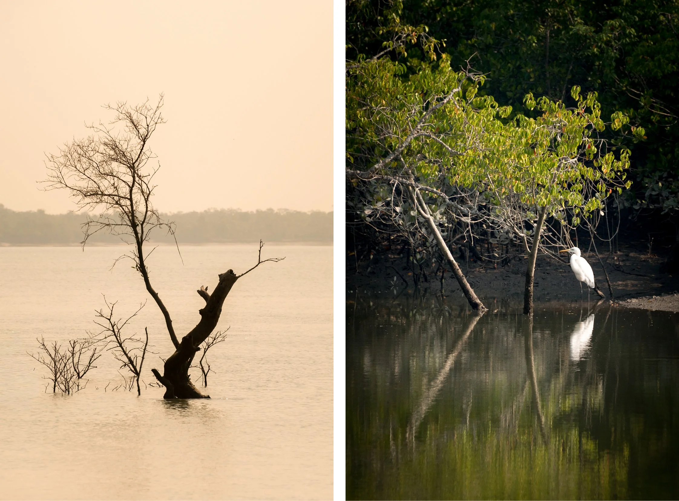 India-Sundarbans14.jpg