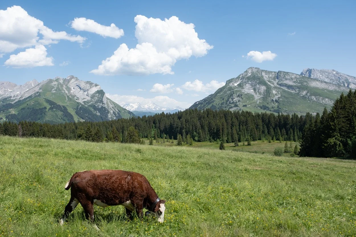 FRANCE-Alps-La-Cluzas-561595.jpg