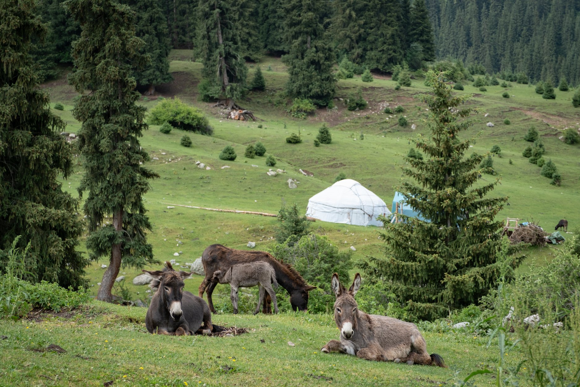 KYRGYZSTAN-Day-6-563369.jpg