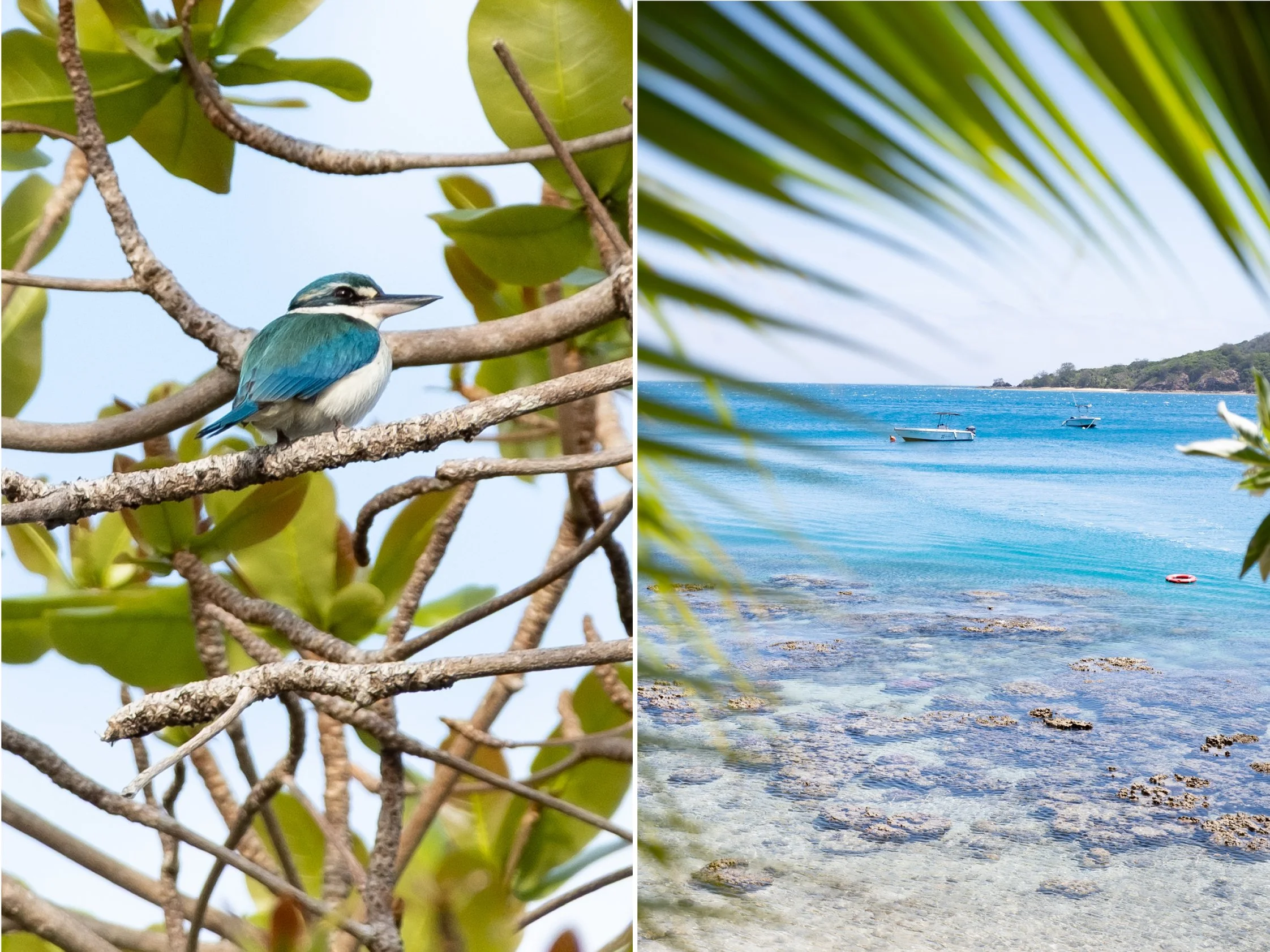 Fiji4.jpg