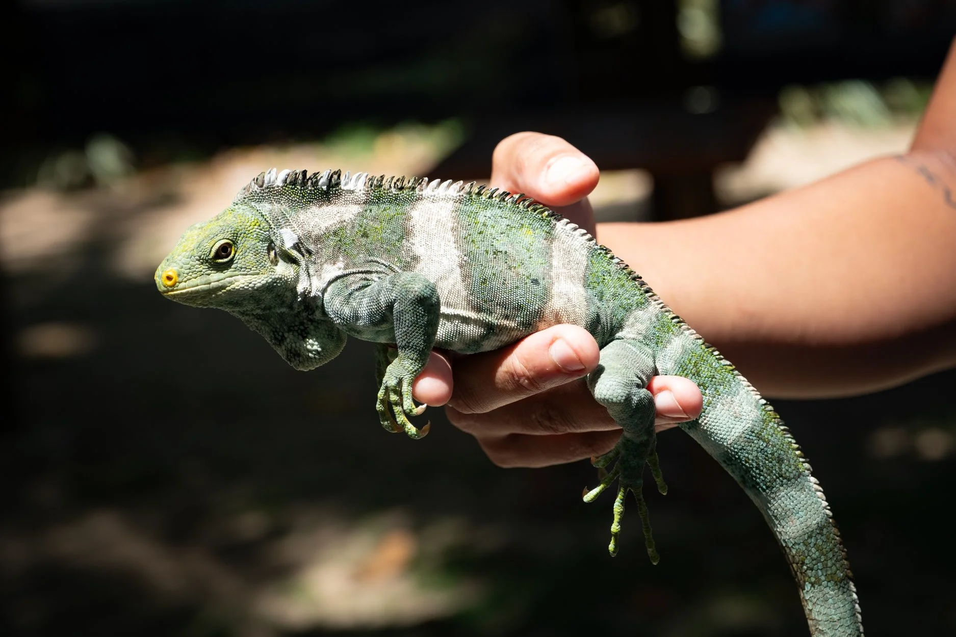 FIJI-Liku-Liku-563366.jpg