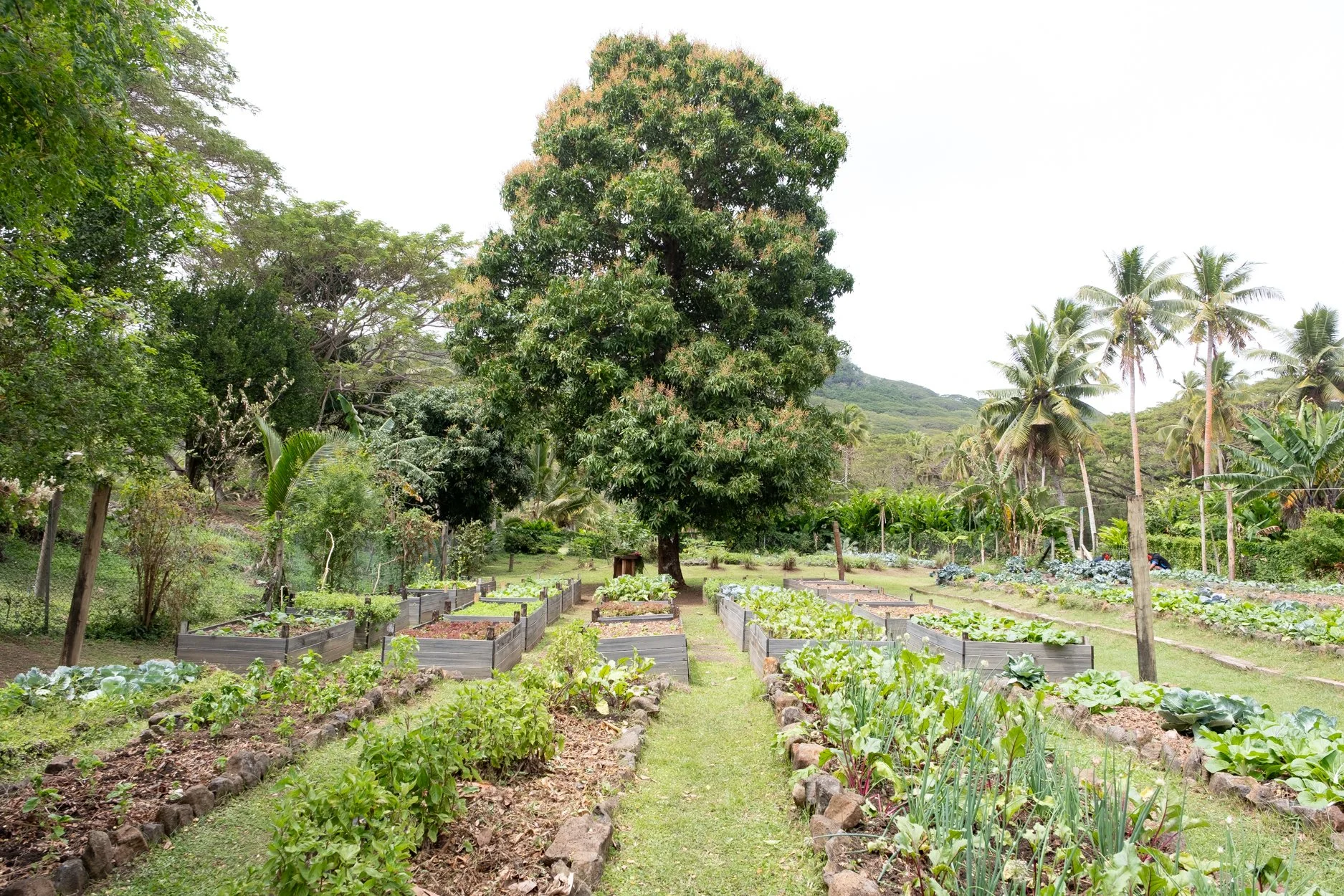 FIJI-Wakaya-564429.jpg