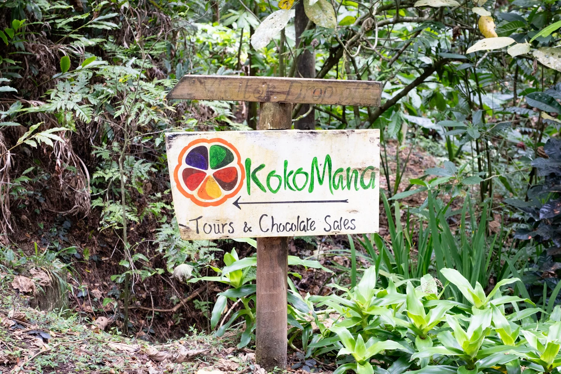 FIJI-Cocoa-Mana-563985.jpg